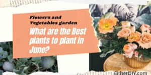 What are the Best Plants to Plant in June: Flowers and Vegetables Garden