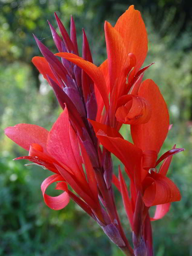 canna-indica-redbalisier-march-gardenings-flower.jpg