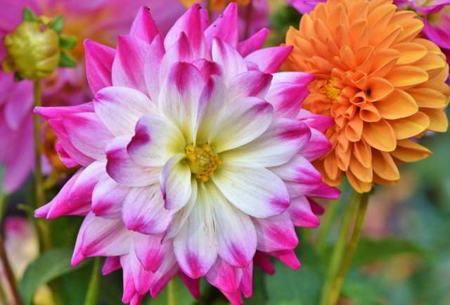 dahlia-march-gardenings-flowers.jpg