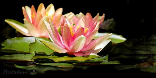 flowers-water-lily.jpg