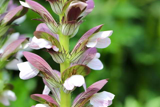 spiny-acanthus-march-gardenings.jpg