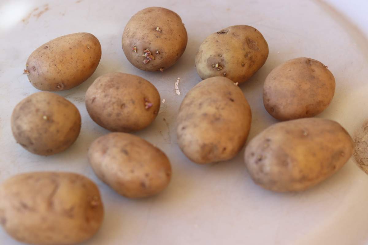 sprout-potatoes.jpg