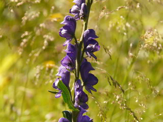 wolfsbane-march-gardenings -flower.jpg
